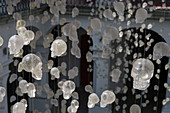 Glasschädel hängen an Seilen im Hof des Museo de los Pintores Oaxaquenos in Oaxaca City, Mexiko.