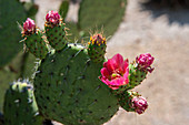Close-up of Opuntia cacti with flowers in a cacti garden at the Mesoamerican archaeological site in Mitla, a small town in the Valley of Oaxaca, southern Mexico.