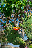 Opuntia cacti at Monte Alban (UNESCO World Heritage Site), which is a large pre-Columbian archaeological site in the Valley of Oaxaca region, Oaxaca, Mexico.