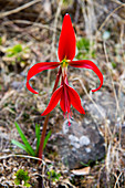 Eine rote Wildblume (Lilie) in den Hügeln in der Nähe des mixtekischen Dorfes San Juan Contreras bei Oaxaca, Mexiko.