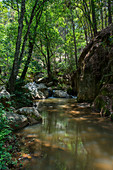 Waldlandschaft mit einem Bach in der Nähe der Wasserfälle in den Hügeln oberhalb des mixtekischen Dorfes San Juan Contreras bei Oaxaca, Mexiko.