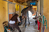 Buttero or cowboy stretching horses leg in stables, Tuscany, Italy