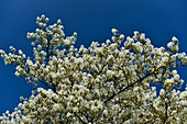 Blühender Baum vor tiefblauem Himmel, bei Anderten, Niedersachsen, Deutschland
