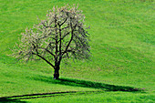 Blühender Baum auf einer grünen Wiese, bei Engelhartzell, Österreich