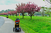 Voll bepackte Radfahrer mit Hund am Donauradweg mit blühenden Kirschbäumen, Ottensheim, Österreich