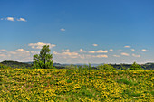 Gelb blühende Blumenwiese an einem schönen Frühlingstag, Labing an der Donau, Österreich