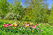 Bunte Tulpenwiese und blühende Bäume an einem herrlichen Frühlingstag, Ybbs an der Donau, Österreich