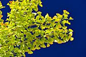Ginkgo tree shining brightly in the sun against a deep blue sky, Granada, Andalusia, Spain