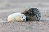 Grey Seal (Halichoerus grypus) adult female and whitecoat pup, resting on sandy beach, Horsey, Norfolk, England, December