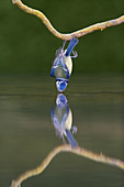Ausgewachsene Blaumeise (Cyanistes caeruleus), mit einem Bein an einer Baumwurzel hängend, trinkt aus einem Teich mit Spiegelung, Suffolk, England, Mai