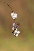 Zwergmaus (Micromys minutus), ausgewachsen, hängt an einem Schneebeerzweig mit Beeren, Suffolk, England, UK, November, kontrolliertes Subjekt