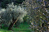 Ancient olive groves on the eastern shore of Lake Garda near Malcesine.