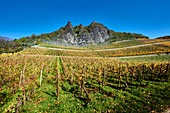 Autumn vineyard with Siegfriedsfelsen near Bad Honnef-Rhöndorf, Germany