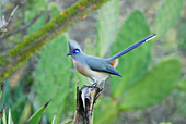 Haubenkuckuck (Coua cristata), Erwachsener im Berenty-Reservat, Madagaskar.