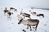 Rentier-Herde (Rangifer tarandus) im Schnee, Cairngorms Rentierherde, wieder eingeführt in den schottischen Highlands, Cairngorm National Park, Speyside, Schottland, Dezember 2008