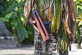 Cook Islander man plays on a small Pate wooden stick drum instrument in Rarotonga, Cook Islands.Rael people. Copy space