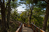 A boardwalk inside the Southern beech forest at Bahia Lapataia (Lapataia Bay) near Ushuaia on Tierra del Fuego in Argentina.