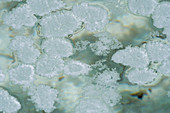 Salzkristalle schwimmen auf den Becken des Salzbergbaus in Salinas Grandes, einer Salzpfanne in den Anden - auf einer Höhe von 3.450 Metern an der Grenze der Provinzen Salta und Jujuy in Argentinien.