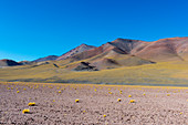 View of the Licancabur volcano group from the highway to San Pedro de Atacama near the Argentinean/Chilean border at Jama Pass in the Andes Mountains, Chile.