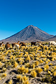 Llamas with Licancabur volcano, 5,920 m (19,423 ft), in background, which is a highly symmetrical stratovolcano on the southernmost part of the border between Chile and Bolivia, near the Jama Pass in the Andes Mountains, Chile.