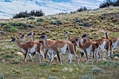 Eine Herde von Guanacos (Lama guanicoe) auf Ranchland in der Nähe des Torres del Paine-Nationalparks im Süden Chiles.