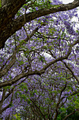 Blühende Jacaranda-Bäume in einem Park nahe der Plaza Italia in Buenos Aires, Argentinien.