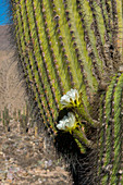 Cardón-Kaktus mit Blüte in der Festung Tilcara (Pucar), Argentinien