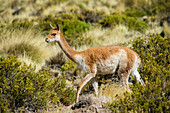 Vikunja (Vicugna vicugna) im geothermischen Becken von El Tatio Geysers bei San Pedro de Atacama in der Atacama-Wüste im Norden Chiles.