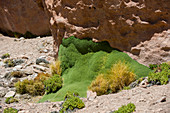 Llareta oder Yareta (Azorella compacta) im geothermischen Becken El Tatio Geysers bei San Pedro de Atacama in der Atacama-Wüste im Norden Chiles.