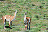 Guanacos (Lama guanicoe) im Nationalpark Torres del Paine in Patagonien, Chile.