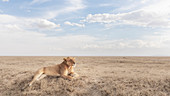 Lioness resting in the Serengeti plains, Tanzania\n