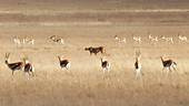 Gepard (Acinonyx Jubatus) auf der Jagd nach Thomson Gazellen in der Serengeti-Ebene, Tansania