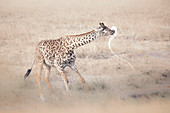 Masai giraffe (Giraffa camelopardalis tippelskirchii), also spelled Maasai giraffe, also called Kilimanjaro giraffe, drinking water from a waterhole in the Northern Serengeti  