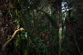 Gemeiner Flachschwanzgecko (Uroplatus fimbriatus) in Nosy Magabe im Nordosten Madagaskars