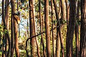 Sifaka diadema (Propithecus diadema) im Andasibe Mantadia Nationalpark, Analamozoatra-Primärwald, Madagaskar