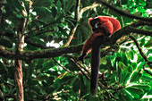 Endemic and critically endangered red ruffed lemur (Varecia rubra) in Masoala National Park 