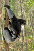 Indri (indri indri) in a primary forest in eastern Madagascar, africa  