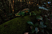 Parson's chameleon (Calumma parsonii) in Andasibe Mantadia National Park, Eastern Madagascar 