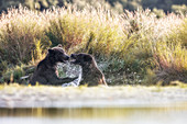 Brown bears fighting in Katmai National Park, Alaska