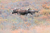 A pair of Bull moose during rutting season in Denali National Park, in early autumn