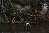 Braunbär (ursus arctos horribilis), der an den Bachfällen, am Bachfluss, im Katmai-Nationalpark und im Naturschutzgebiet nach Lachs fischt