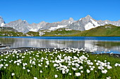 Weiße Blumen mit Mont-Blanc-Massiv am Lac de Fenêtre, Schweiz, Europa