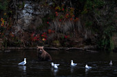 Alaskan brown bear in Katmai National Park and preserve, Alaska, USA
