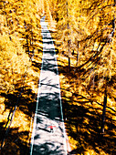 Herbst in Dolomiten, eine schöne Straße in die Lärchen, Trentno Alt-Etsch, Italien