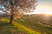 Sonnenaufgang in den Weinbergen von Franciacorta, Provinz Brescia, Lombardei, Italien, Europa