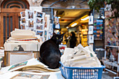 Eine Katze in der Buchhandlung von Acqua Alta. Venedig, Venetien, Italien.