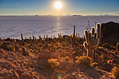 Isla del Pescado, Salar de Uyuni, Potosi, Bolivien, Südamerika