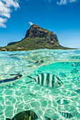 Tropischer Fisch unter den Wellen entlang des tropischen Korallenriffs, Le Morne Brabant, Black River District, Indischer Ozean, Mauritius