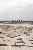 Salt caravan, Dallol, Danakil Depression, Afar Region, Ethiopia, Africa