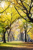 Central Park during autumn, Manhattan, New York, Usa